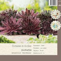 Sempervium Dark beauty