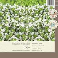 Thymus praecox Albiflorus