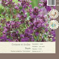 Thymus praecox Coccineus