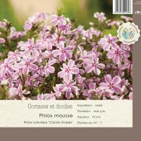 Phlox subulata 'Candy stripes'