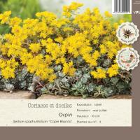 Sedum spathulifolium 'Cape Blanco'