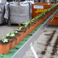 GÃ©raniums, surfinias & plantes annuelles