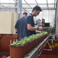 GÃ©raniums, surfinias & plantes annuelles
