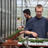 GÃ©raniums, surfinias & plantes annuelles