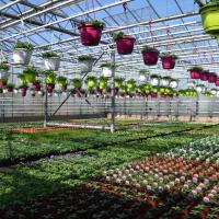 GÃ©raniums, surfinias & plantes annuelles