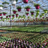GÃ©raniums, surfinias & plantes annuelles