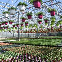 GÃ©raniums, surfinias & plantes annuelles
