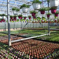 GÃ©raniums, surfinias & plantes annuelles
