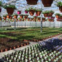 GÃ©raniums, surfinias & plantes annuelles
