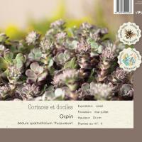 Sedum spathulifolium 'Purpureum'