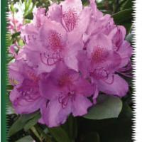 Rhodos