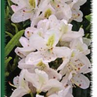 Rhodos