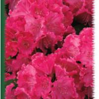 Rhodos