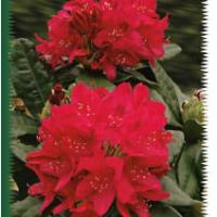 Rhodos