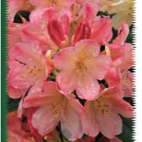 Rhodos