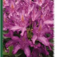 Rhodos