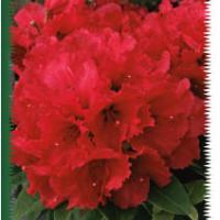 Rhodos