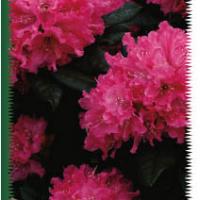 Rhodos