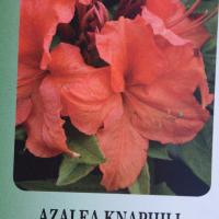 AzalÃ©es Knaphill
