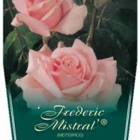 Rosiers tige