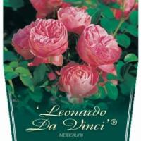 Rosiers tige