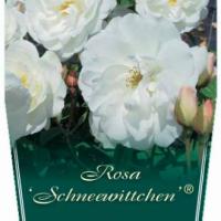 Rosiers tige