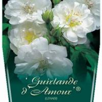 Rosiers grimpants
