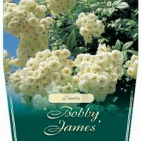 Rosiers grimpants