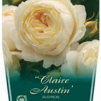 Rosiers David Austin
