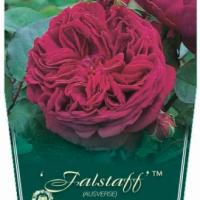 Rosiers David Austin