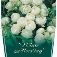 Rosiers miniatures