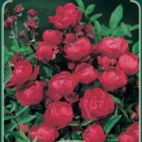 Rosiers miniatures