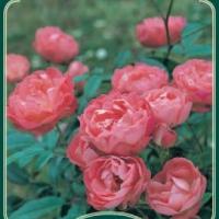 Rosiers miniatures