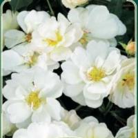 Rosiers buissons