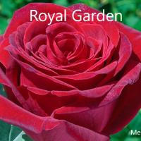 Rosiers buissons