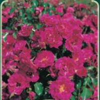 Rosiers buissons
