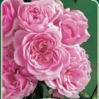 Rosiers buissons