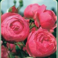 Rosiers buissons