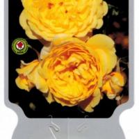 Rosiers buissons