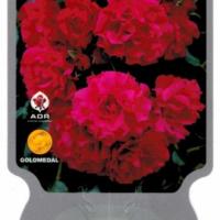 Rosiers buissons