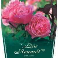 Rosiers buissons