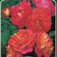 Rosiers buissons