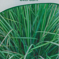 Calamagrostis acutiflora 'Overdam'