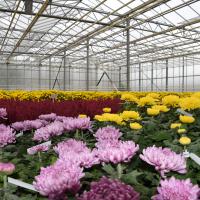 ChrysanthÃ¨mes & bruyÃ¨res