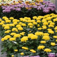 ChrysanthÃ¨mes & bruyÃ¨res