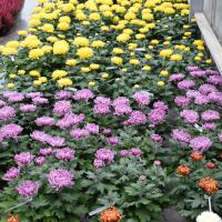 ChrysanthÃ¨mes & bruyÃ¨res
