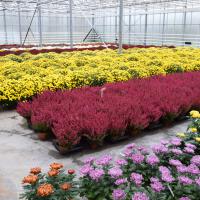 ChrysanthÃ¨mes & bruyÃ¨res