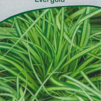 Carex oshimensis 'Evergold'