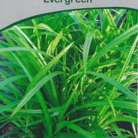 Carex oshimensis 'Evergreen'