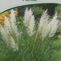 Cortaderia selloana 'Pumila'